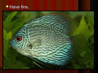 Have fins.Have fins.
 
