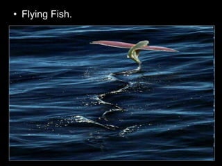• Flying Fish.
 