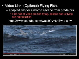 • Video Link! (Optional) Flying Fish,
– Adapted fins for airborne escape from predators.
• First half of video are fish flying, second half is flying
fish reproduction.
– http://www.youtube.com/watch?v=8nEwte-x-iw
 