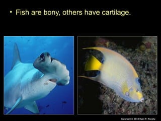 • Fish are bony, others have cartilage.
Copyright © 2010 Ryan P. Murphy
 