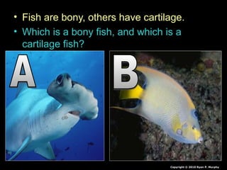 • Fish are bony, others have cartilage.
• Which is a bony fish, and which is a
cartilage fish?
Copyright © 2010 Ryan P. Murphy
 