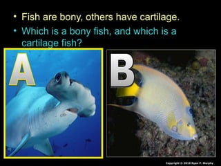 • Fish are bony, others have cartilage.
• Which is a bony fish, and which is a
cartilage fish?
Copyright © 2010 Ryan P. Murphy
 