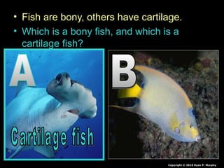 • Fish are bony, others have cartilage.
• Which is a bony fish, and which is a
cartilage fish?
Copyright © 2010 Ryan P. Murphy
 