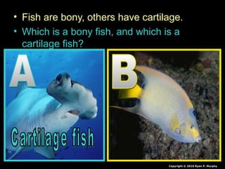 • Fish are bony, others have cartilage.
• Which is a bony fish, and which is a
cartilage fish?
Copyright © 2010 Ryan P. Murphy
 