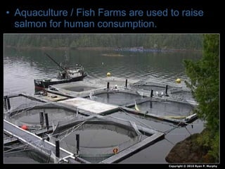 • Aquaculture / Fish Farms are used to raise
salmon for human consumption.
Copyright © 2010 Ryan P. Murphy
 