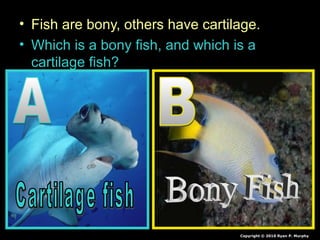 • Fish are bony, others have cartilage.
• Which is a bony fish, and which is a
cartilage fish?
Copyright © 2010 Ryan P. Murphy
 