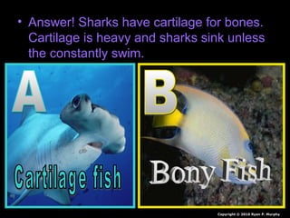 • Answer! Sharks have cartilage for bones.
Cartilage is heavy and sharks sink unless
the constantly swim.
Copyright © 2010 Ryan P. Murphy
 