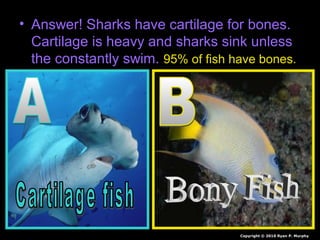 • Answer! Sharks have cartilage for bones.
Cartilage is heavy and sharks sink unless
the constantly swim. 95% of fish have bones.
Copyright © 2010 Ryan P. Murphy
 