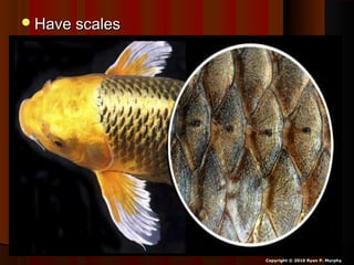 Have scalesHave scales
Copyright © 2010 Ryan P. Murphy
 