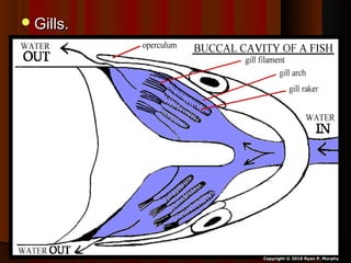 Gills.Gills.
Copyright © 2010 Ryan P. Murphy
 
