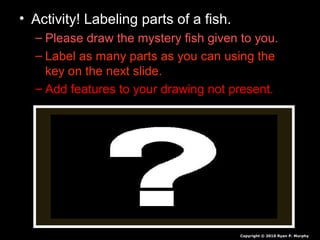 • Activity! Labeling parts of a fish.
– Please draw the mystery fish given to you.
– Label as many parts as you can using the
key on the next slide.
– Add features to your drawing not present.
Copyright © 2010 Ryan P. Murphy
 