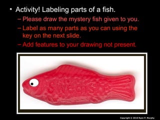 • Activity! Labeling parts of a fish.
– Please draw the mystery fish given to you.
– Label as many parts as you can using the
key on the next slide.
– Add features to your drawing not present.
Copyright © 2010 Ryan P. Murphy
 