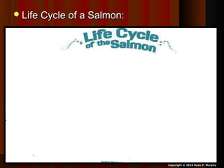 Life Cycle of a Salmon:Life Cycle of a Salmon:
Copyright © 2010 Ryan P. Murphy
 