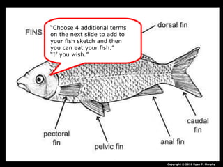 Copyright © 2010 Ryan P. Murphy
“Choose 4 additional terms
on the next slide to add to
your fish sketch and then
you can eat your fish.”
“If you wish.”
 