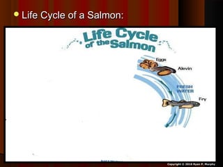 Life Cycle of a Salmon:Life Cycle of a Salmon:
Copyright © 2010 Ryan P. Murphy
 