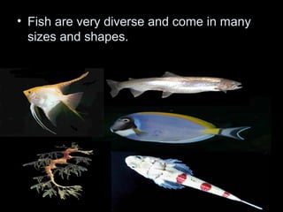 • Fish are very diverse and come in many
sizes and shapes.
 