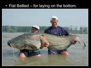 • Flat Bellied – for laying on the bottom.
 