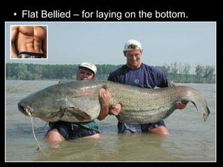 • Flat Bellied – for laying on the bottom.
 