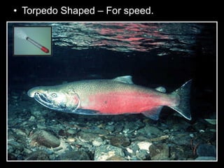 • Torpedo Shaped – For speed.
 
