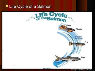Life Cycle of a Salmon:Life Cycle of a Salmon:
Copyright © 2010 Ryan P. Murphy
 