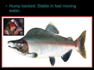 • Hump backed: Stable in fast moving
water.
 