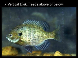 • Vertical Disk: Feeds above or below.
 