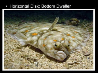 • Horizontal Disk: Bottom Dweller
 