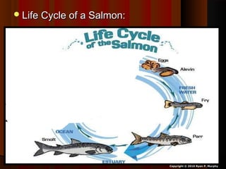 Life Cycle of a Salmon:Life Cycle of a Salmon:
Copyright © 2010 Ryan P. Murphy
 