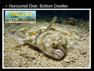 • Horizontal Disk: Bottom Dweller
 