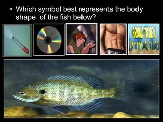 • Which symbol best represents the body
shape of the fish below?
 