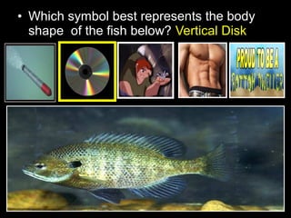 • Which symbol best represents the body
shape of the fish below? Vertical Disk
 