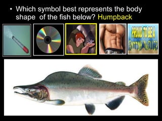 • Which symbol best represents the body
shape of the fish below? Humpback
 