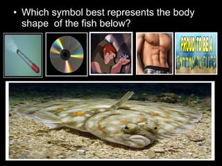 • Which symbol best represents the body
shape of the fish below?
 