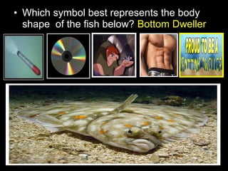 • Which symbol best represents the body
shape of the fish below? Bottom Dweller
 