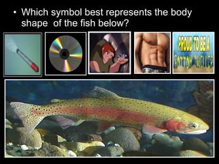 • Which symbol best represents the body
shape of the fish below?
 