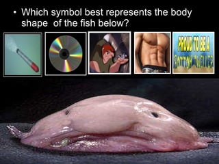 • Which symbol best represents the body
shape of the fish below?
 