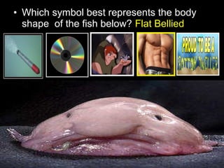 • Which symbol best represents the body
shape of the fish below? Flat Bellied
 