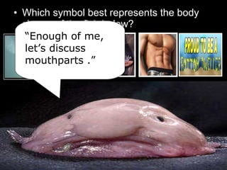 • Which symbol best represents the body
shape of the fish below?
“Enough of me,
let’s discuss
mouthparts .”
 