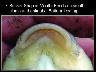 • Sucker Shaped Mouth: Feeds on small
plants and animals. Bottom feeding
 