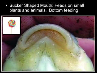 • Sucker Shaped Mouth: Feeds on small
plants and animals. Bottom feeding
 