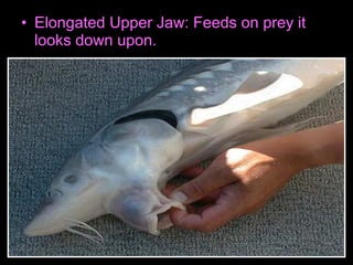 • Elongated Upper Jaw: Feeds on prey it
looks down upon.
 