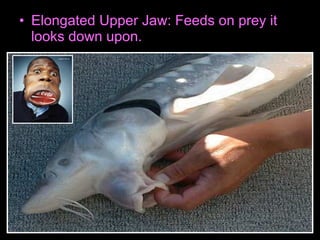 • Elongated Upper Jaw: Feeds on prey it
looks down upon.
 