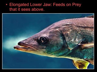 • Elongated Lower Jaw: Feeds on Prey
that it sees above.
 