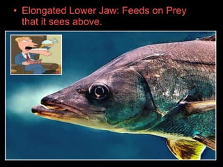 • Elongated Lower Jaw: Feeds on Prey
that it sees above.
 
