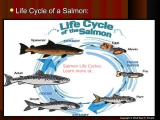Life Cycle of a Salmon:Life Cycle of a Salmon:
Copyright © 2010 Ryan P. Murphy
Salmon Life Cycles.
Learn more at…
http://www.fishex.com/
seafood/salmon/salmon-
life-cycles.html
 