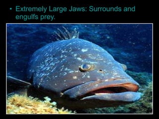 • Extremely Large Jaws: Surrounds and
engulfs prey.
 