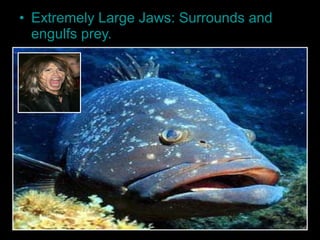 • Extremely Large Jaws: Surrounds and
engulfs prey.
 