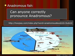 Anadromous fish:Anadromous fish:
Copyright © 2010 Ryan P. Murphy
Can anyone correctly
pronounce Anadromous?
http://howjsay.com/index.php?word=anadromous&submit=Submit
 