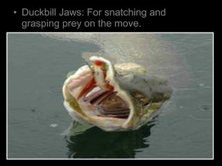 • Duckbill Jaws: For snatching and
grasping prey on the move.
 
