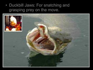 • Duckbill Jaws: For snatching and
grasping prey on the move.
 